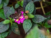 Fleckenfalter schwarz mit gelben Punkten